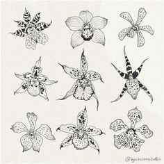 an ink drawing of different types of orchids on white paper with black and white lines