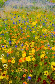 a field full of colorful wildflowers and grass