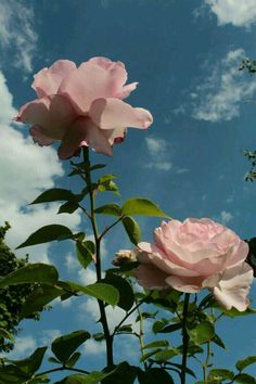 two pink roses are blooming on a sunny day