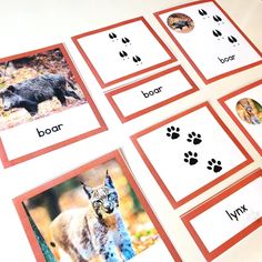 four cards with pictures of animals and their names