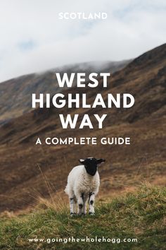 a black and white sheep standing on top of a grass covered hillside with the words west highland