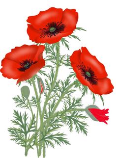 three red poppies with green stems and leaves on a white background, in an artistic manner