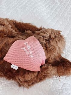 a brown dog laying on top of a bed wearing a pink hat with the word love written on it