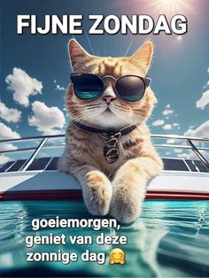 a cat wearing sunglasses sitting on top of a boat in the ocean with caption that reads, fune zondaag