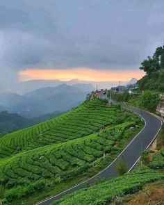 a winding road surrounded by lush green tea bushes