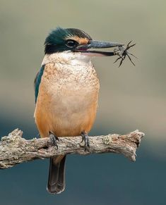 a bird with a long beak sitting on a tree branch holding a twig in it's mouth