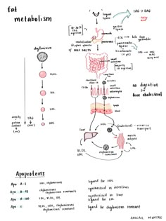 a diagram showing the different types of food and their functions in each part of the body