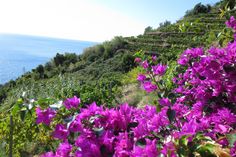 purple flowers blooming on the side of a hill overlooking the ocean and hills in the distance