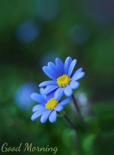 two blue flowers with yellow centers are in the foreground and green foliage behind them