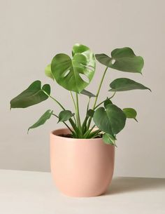 a potted plant with green leaves in it