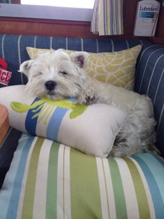 a small white dog laying on top of a blue and green couch next to pillows