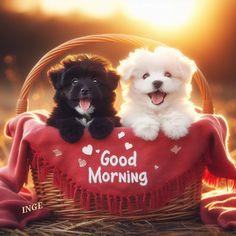 two puppies sitting in a basket with the words good morning written on it's side