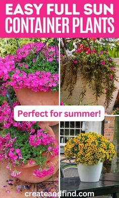 Collage of summer container plants for full sun that are heat tolerant. Hardy Outdoor Potted Plants, Florida Full Sun Plants, Hanging Plants On Fence, Best Container Plants, Plants For Full Sun, Adding Curb Appeal, Full Sun Container Plants, Tall And Short, Potted Plants Outdoor