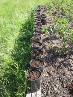 rows of pots filled with dirt in the middle of a grass and wood garden bed