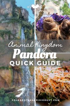 the animal kingdom pandara quick guide with pictures of animals in it and text overlay