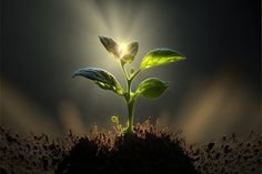 a young plant sprouts from the ground with sunlight shining down on its leaves