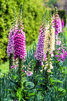 purple and white flowers are in the grass