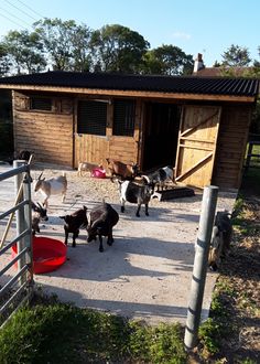 a group of goats standing in front of a wooden building with a red bucket on the ground