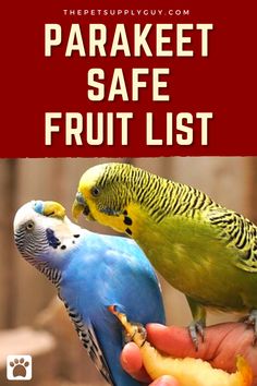 two parakeets are eating fruit from a person's hand with the words, parrot safe fruit list