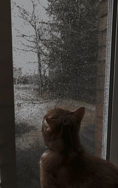 a cat sitting on a window sill looking out at the rain coming down outside