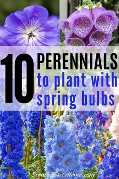 blue and pink flowers with text overlay that reads 10 perennials to plant with spring bulbs