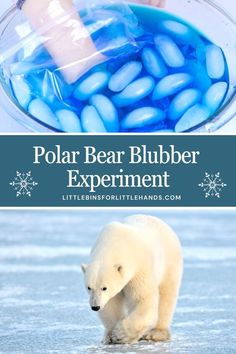 the polar bear is looking at some blue rocks in an ice floet with text overlay that says polar bear blubber experiment