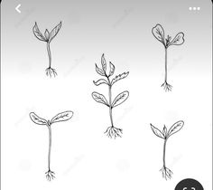 the stages of plant growth from seed to flower, in black and white on a gray background