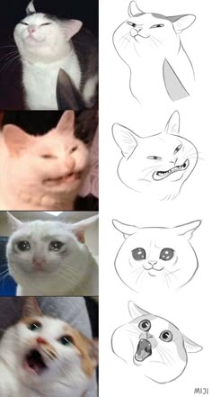 four different pictures of cats with their mouths open and one cat looking at the camera