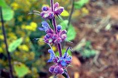 a purple flower with green leaves in the background