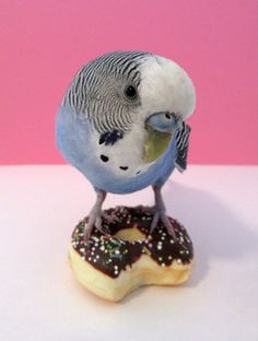 a blue and white bird sitting on top of a donut