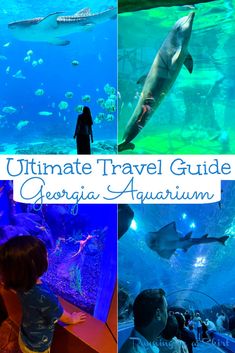 the ultimate travel guide for georgia aquarium in atlanta, ga with images of people looking at fish and sharks