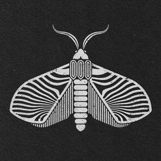 a black and white image of a moth