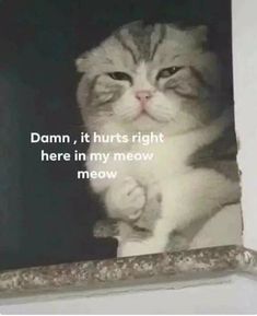 a cat that is sitting in a window sill with its paw on the window sill