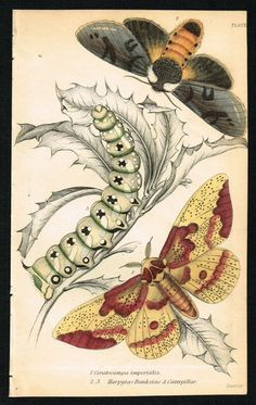 Imperial Moth & H.Banksiae w. Caterpillar Insects, Hand-Col. Antique Print 1841 | eBay Moth Reference, Ny Library, Caterpillar Insect, 2024 Art, Moth Art, Bug Art, Scientific Illustration, New York Public Library, Gifts For Nature Lovers