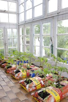 many plants are growing in plastic bags on the floor next to each other, with windows behind them