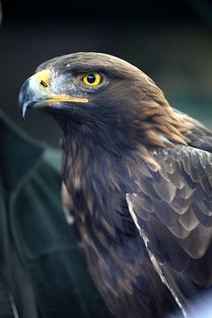 a close up of a bird of prey on someone's arm with an officer in the background