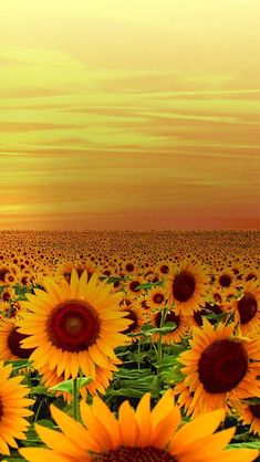 the sunflowers are blooming in the field at sunset