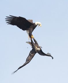 two bald eagles are flying in the sky with their talons extended out to grab food