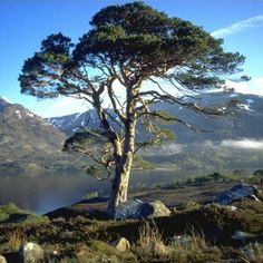 a lone tree on the side of a mountain overlooking a body of water with mountains in the background