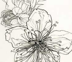 an ink drawing of a flower in black and white