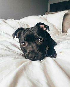 a black dog laying on top of a bed covered in white sheets and pillows, looking at the camera