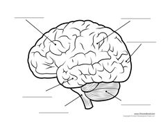 the human brain with labels on it