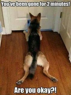 a dog standing on its hind legs in front of a door with the caption you've been gone for 2 minutes are you okay?