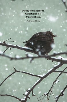 a bird sitting on top of a tree branch in the snow with a quote about winter perches like a bird