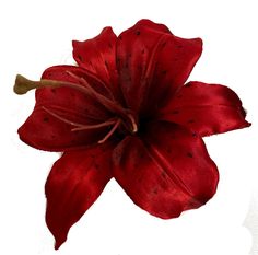 a red flower with black spots on it's petals is shown against a white background