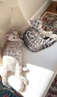 Cat That Looks Like A Leopard, Cats That Look Like Leopards, Blonde Bengal Cat, Persian Chinchilla Cat, Light Brown Cat Aesthetic, Big Cat Aesthetic, Snow Lynx Bengal Cat, Snow Lynx Bengal, Cat Mom Aesthetic