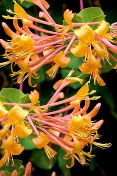 yellow and pink flowers with green leaves in the background