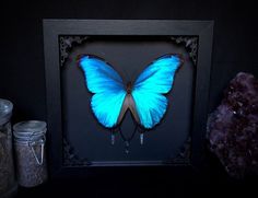 a blue butterfly in a black frame next to some rocks and other items on a table