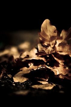 some leaves are laying on the ground in the dark, with light coming through them