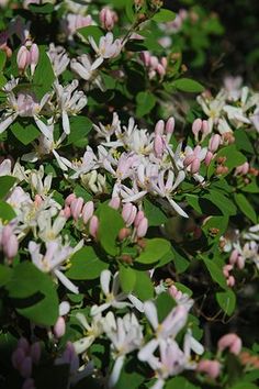 small white and pink flowers growing on the side of a tree